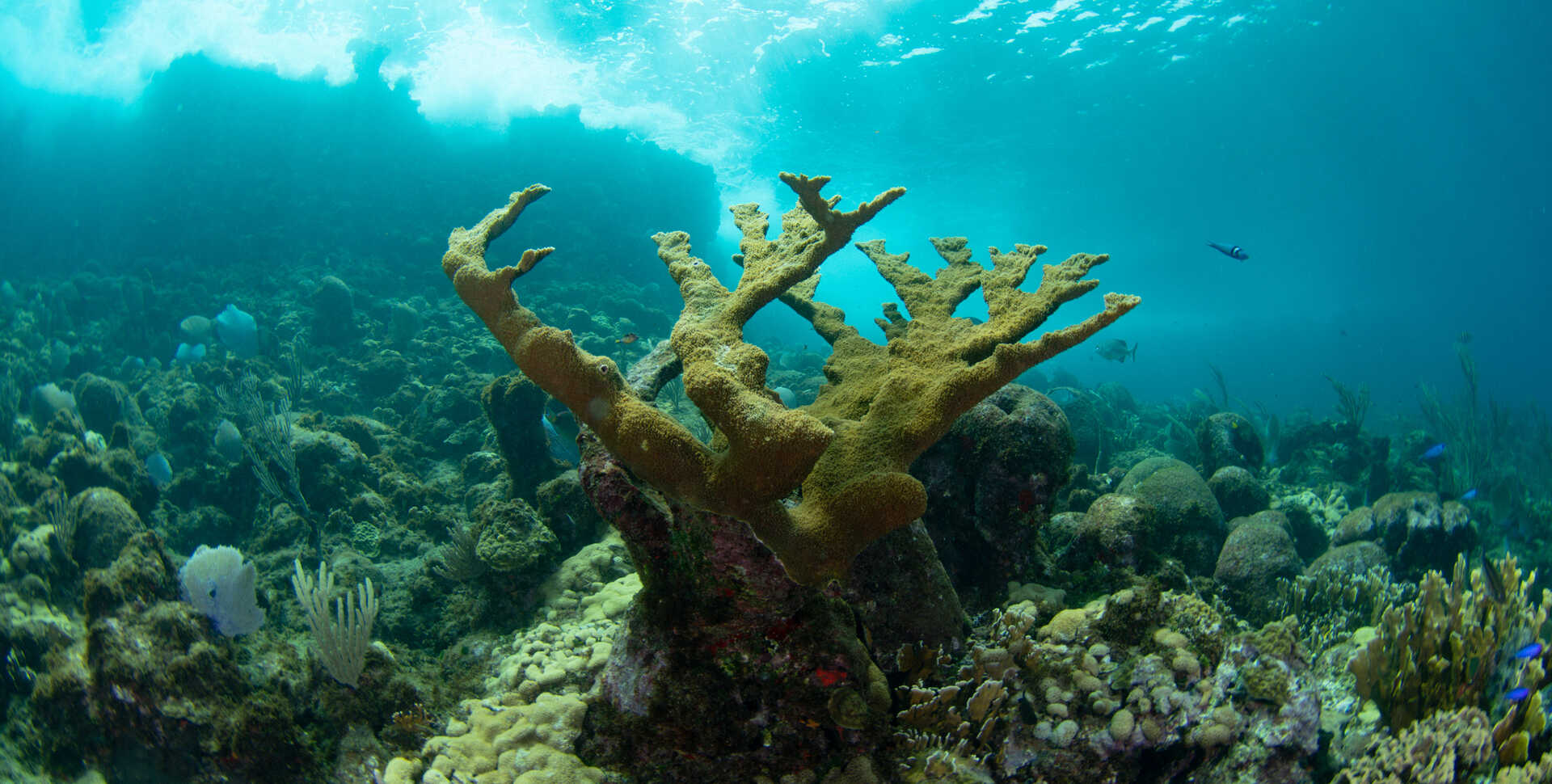 Underwater photo of healthy elkhorn coral on a reef in Roatan. Photo by Luiz Rocha