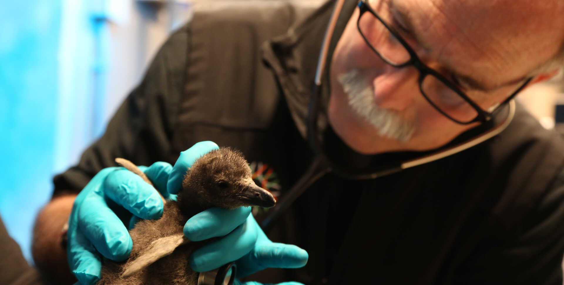 Academy veterinarian Freeland Dunker examines an African penguin chick with a stethoscope