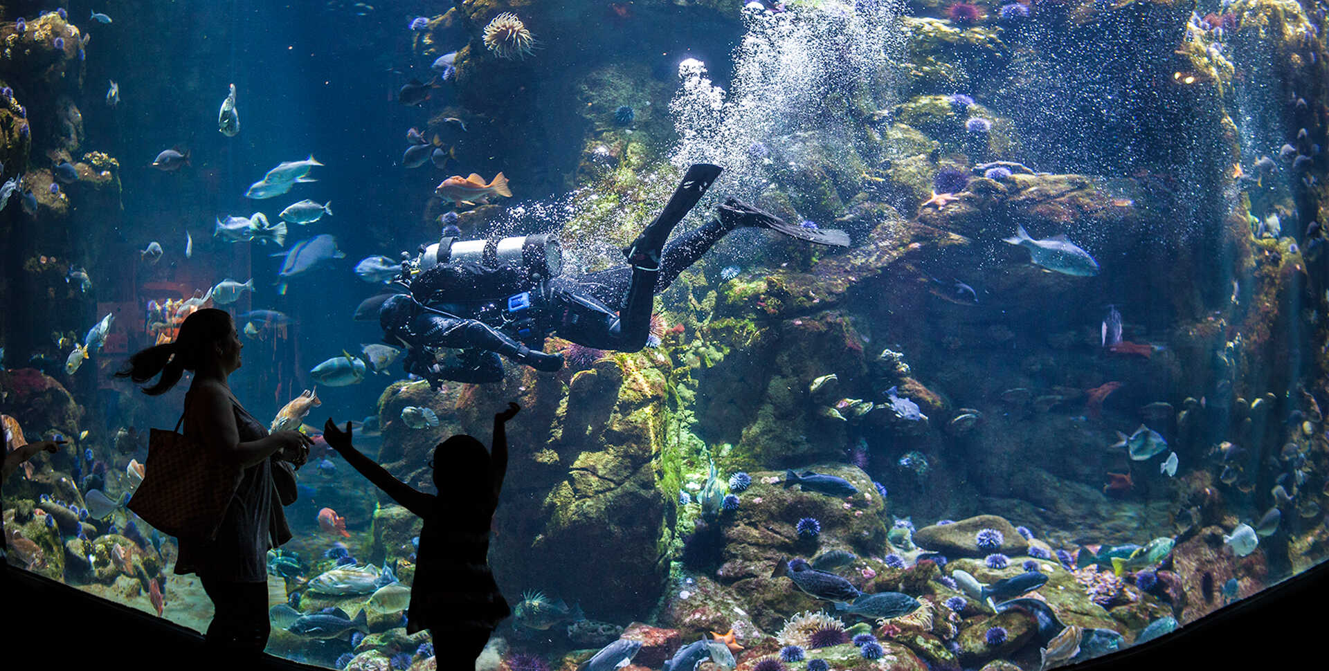 Explore the amazing richness and diversity found in California's coastal waters.