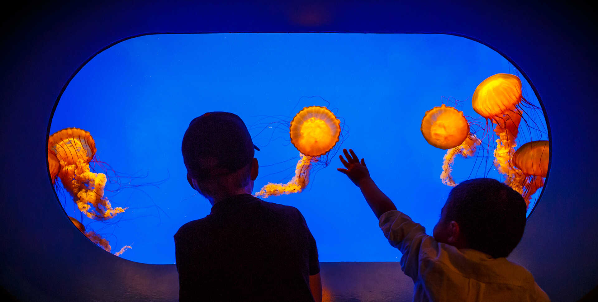 Beautiful sea nettle jellyfish exhibit glows orange as two boys stare in wonder 