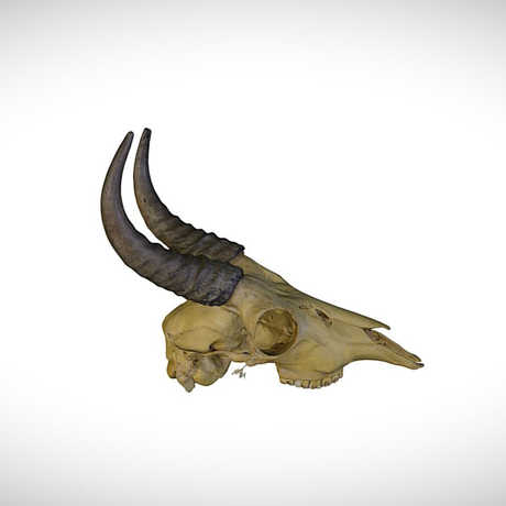 reedbuck skull