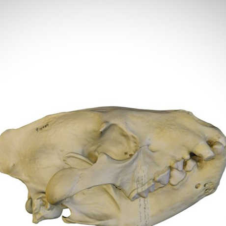 hyena skull