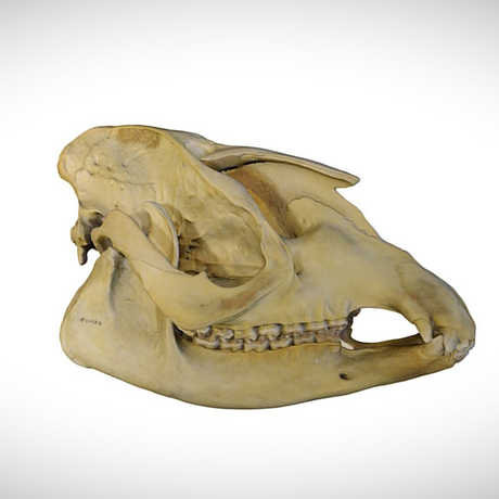 tapir skull