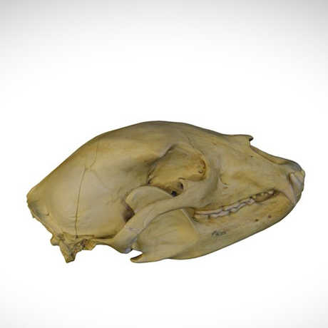 black bear skull