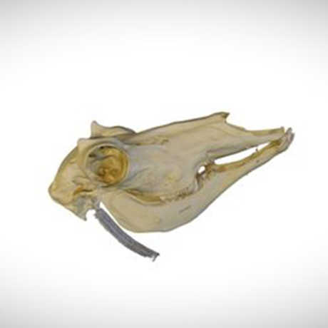 pronghorn skull
