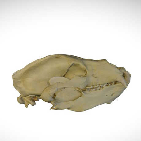 sloth bear skull