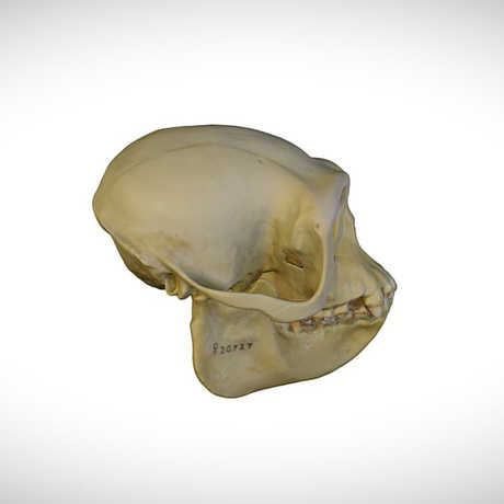 langur skull