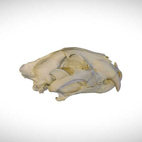tiger skull