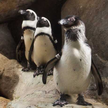 Three African penguins pose for the camera
