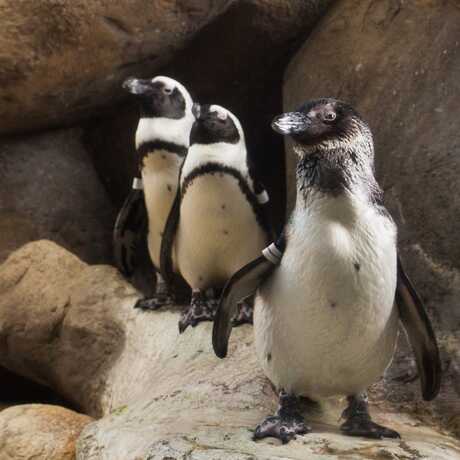 Three African Penguins