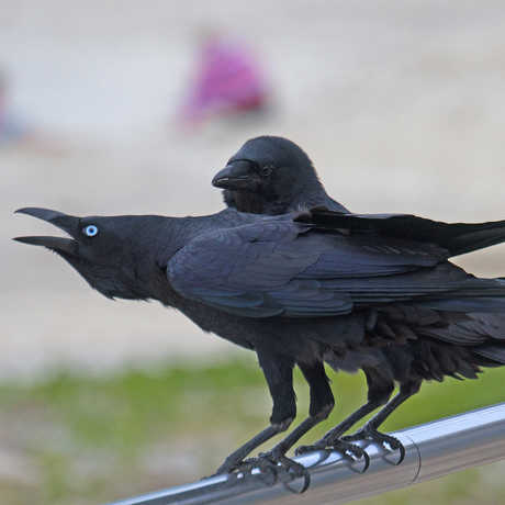 Torresian Crows