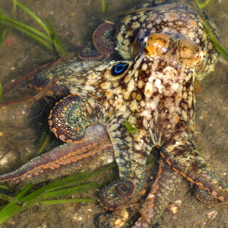 The California two-spot octopus