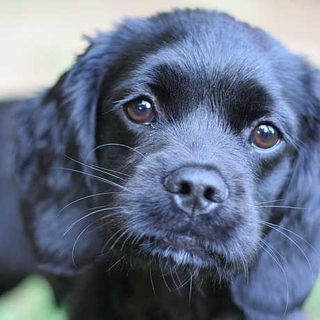 Clovis, a 7 month old Cockapoo puppy, Bryan Casteel/Flickr