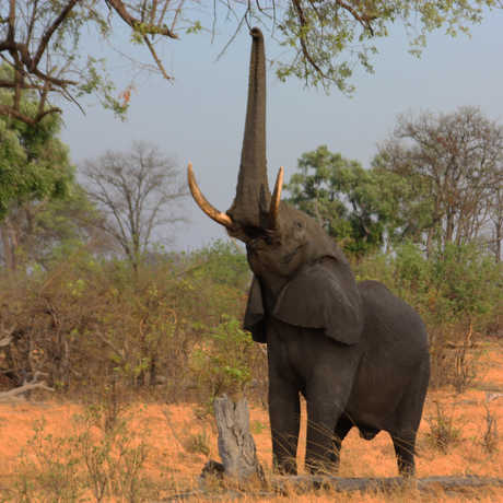 Elephant using trunk to forage