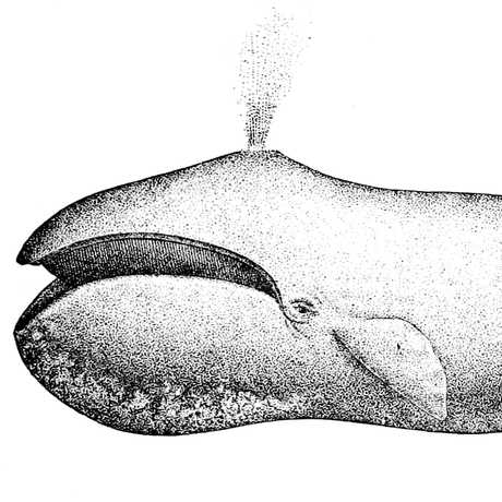 Bowhead whale drawing