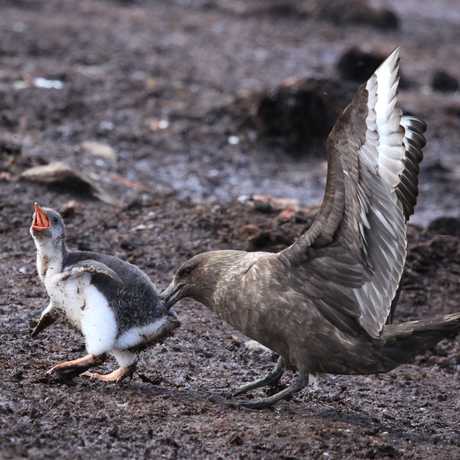 Skua attacks Gentoo penguin chick, Liam Quinn