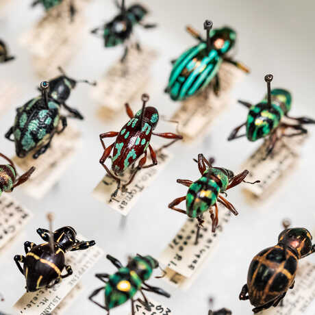 Rows of brightly colored Easter egg weevils from the Academy collections.
