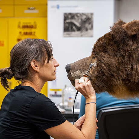 National Park Service conservator Fran Ritchie prepares Monarch, one of California's last grizzly bears, for the new exhibit California: State of Nature opening May 24 at the California Academy of Sciences.