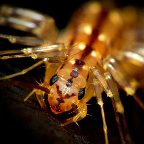 Centipede: Scutigera coleoptrata