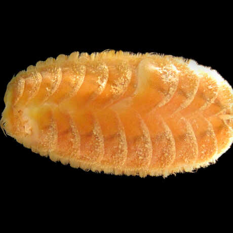 scaleworm image