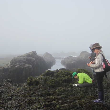 Citizen scientists tidepooling on a foggy day