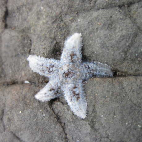 Juvenile starfish