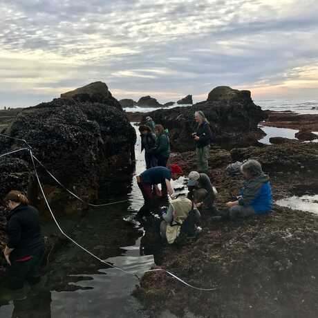 intertidal survey at pillar point reef