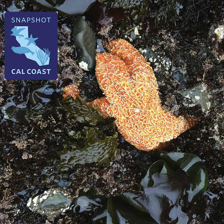 Snapshot Cal Coast Logo outline of the state of CA with silhouette of animals and photo of intertidal seaweeds & a starfish
