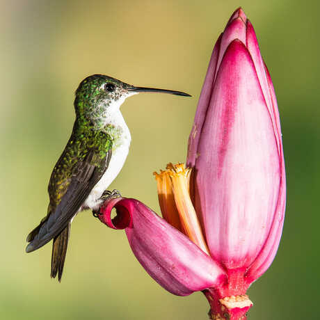 The Andean emerald (Agyrtria franciae or Amazilia franciae) is a species of hummingbird found at forest edge, woodland, gardens 