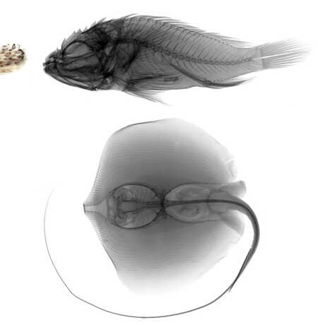 Photos and radiographs of fish specimens