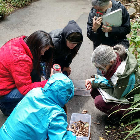 teachers huddle around to view insects collected outdoors