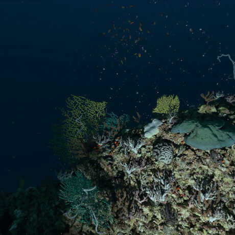 scientist divers shine a light on coral living in the Twilight Zone of the ocean