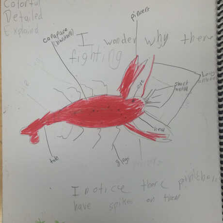 Crayfish sketch