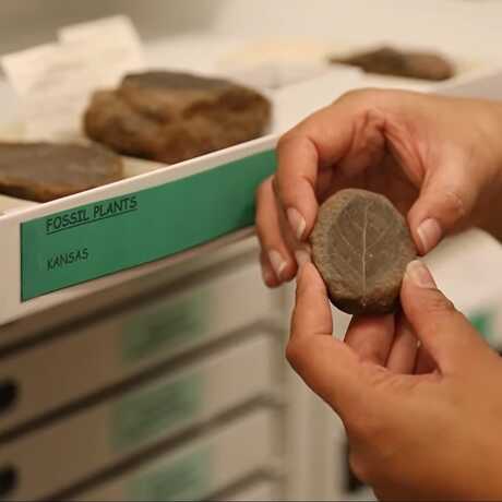 A botanist examines a fossilized plant from a museum collection drawer.