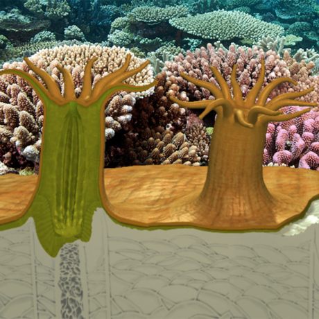 Video: Is a Coral a Predator, a Producer, or Both? | California Academy