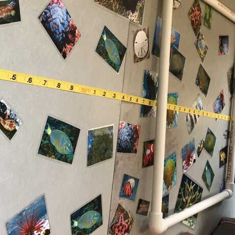A transect is set up in a classroom, with images of organisms from a coral reef, quadrats, and measuring tape.