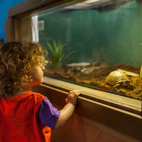 small child looks at turtle