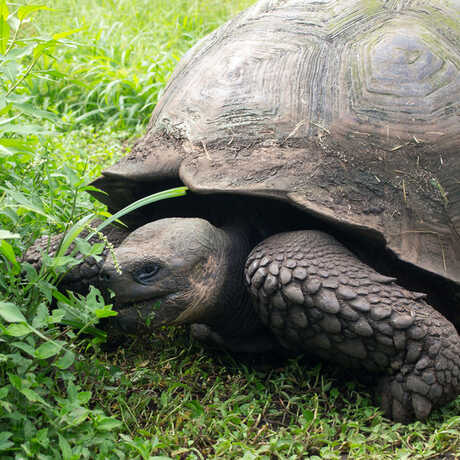 A Galapagos tortoise munches on some green grass.