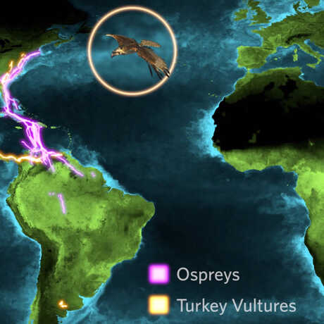 Osprey and turkey vulture migration paths