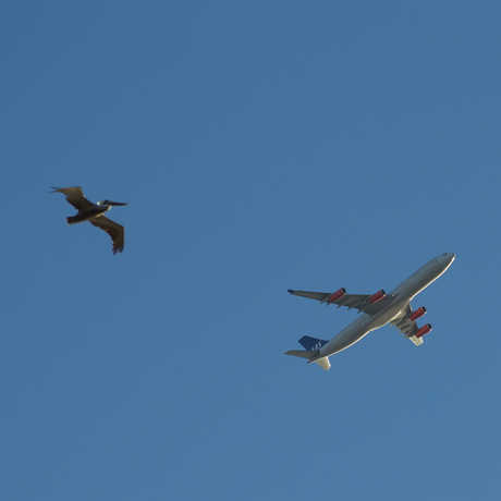 Bird and Plane