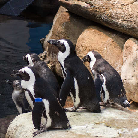 Five African penguins gather on a rock at feeding time.