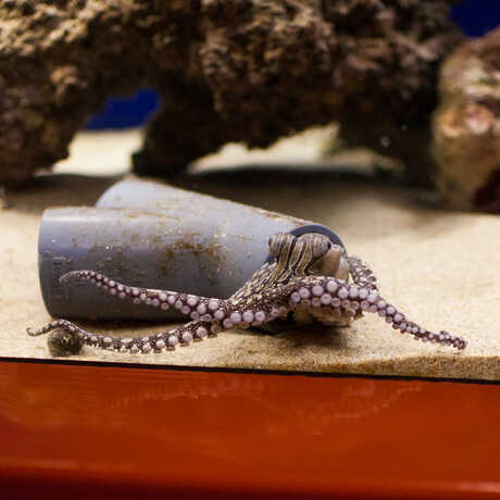 A small, purple octopus creeps out of a pipe-house in the Animal Attraction exhibit. 