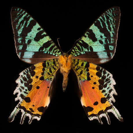 Photo of a butterfly specimen. 
