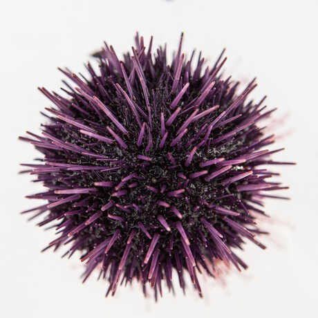 Closeup of a prickly purple sea urchin from the Discovery Tidepool. 
