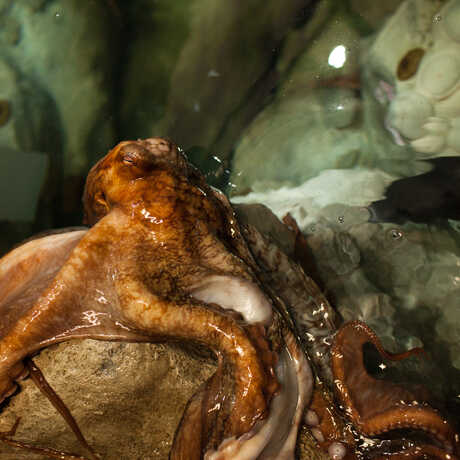 A giant Pacific Octopus emerges onto a rock for feeding. 