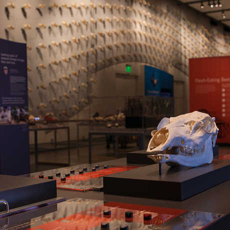 A 40,000-square-foot exhibit showcases more than 600 different skulls. 