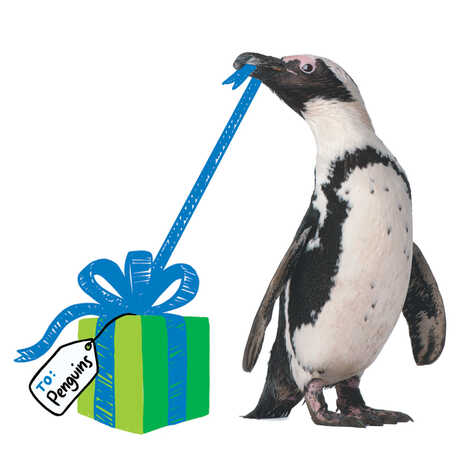 African penguin unwrapping an illustrated gift box