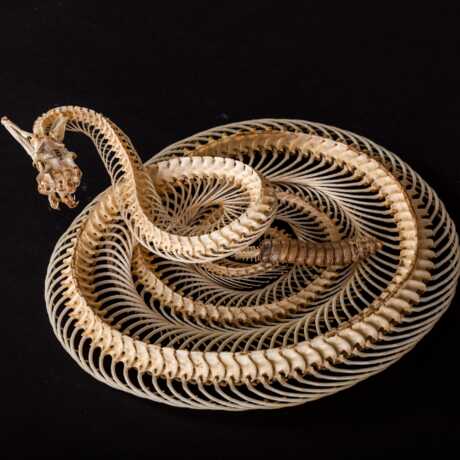 Rattlesnake skeleton, Crotalus