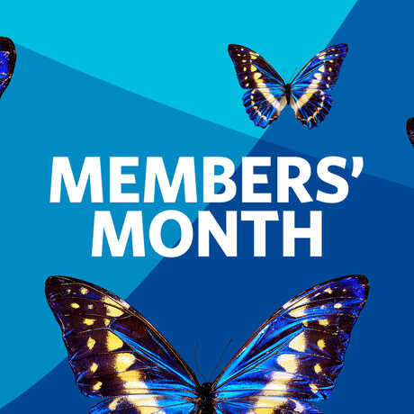 Members' Month butterflies 