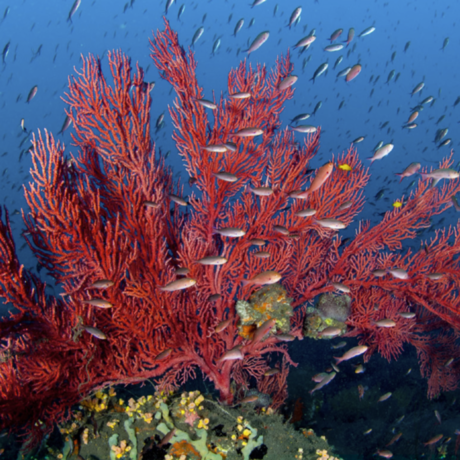 Underwater photo of red sea fan with fish by Luiz Rocha